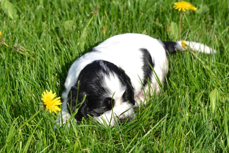 Vrh H a CH 25-Chessy.JPG